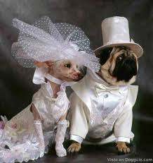 perros boda