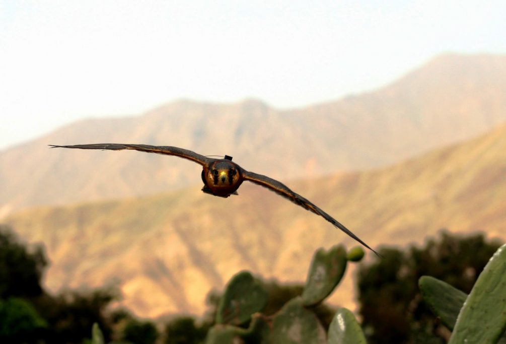 2 cetreria aves de Peru y Chile