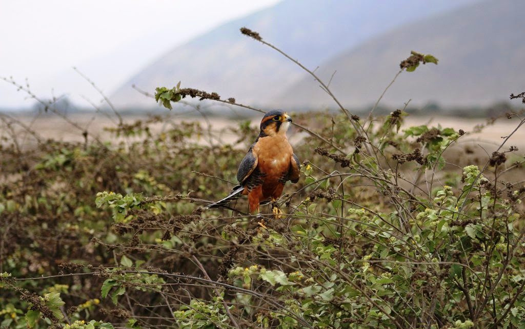 4 cetreria aves de Peru y Chile
