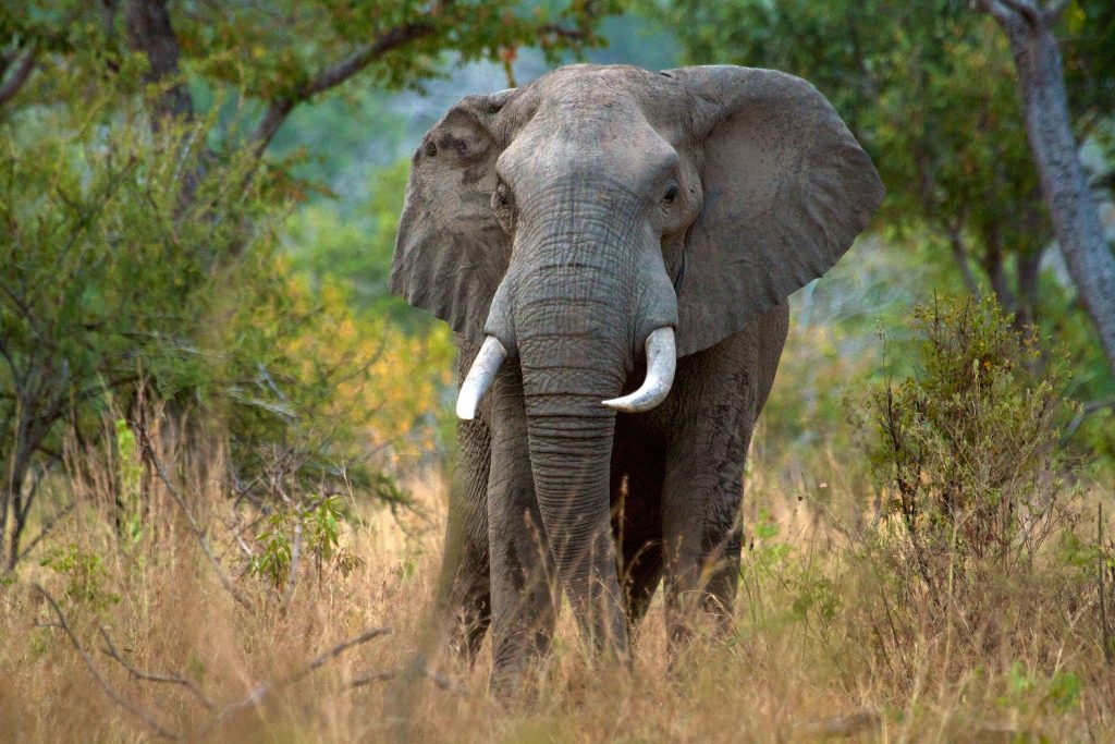 African Bull elephant  ( Loxodonta africana ) Selous Game Reserve. East Africa, Tanzania