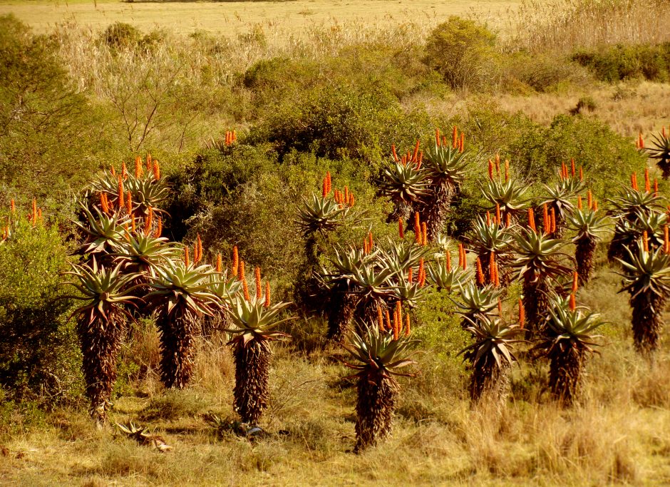 western cape áfrica arbustos de aloe vera en flor