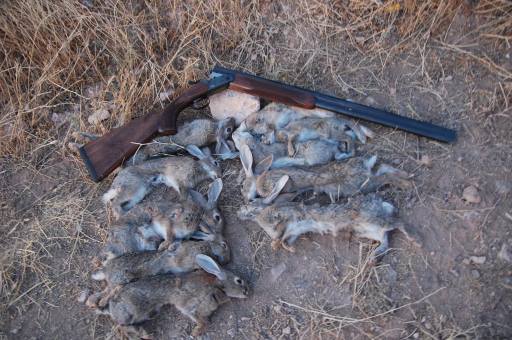 48 descaste conejos con escopeta blaser F16