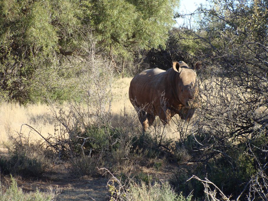 western cape áfrica rinoceronte blanco