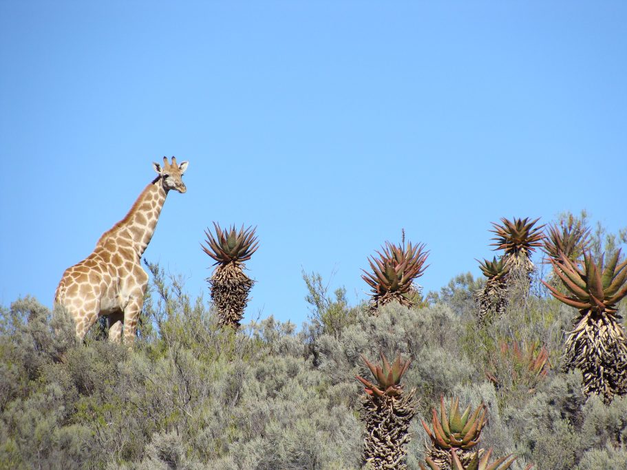 western cape áfrica jirafa