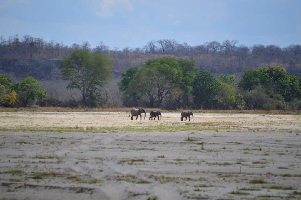 elefantes  tanzania