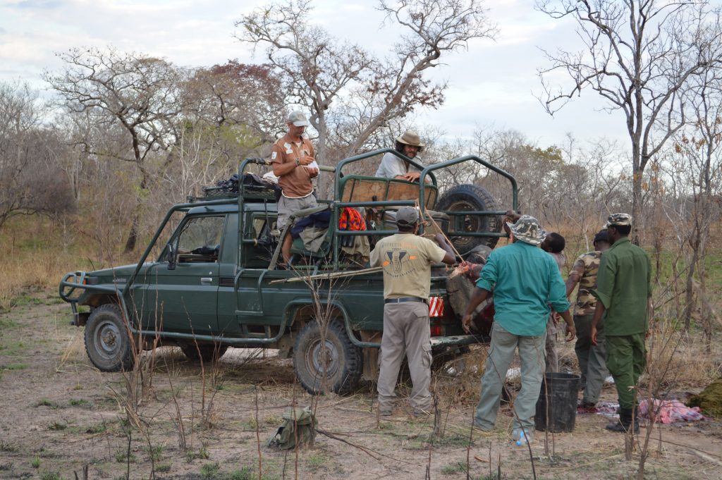 tanzania carga en coche de búfalo