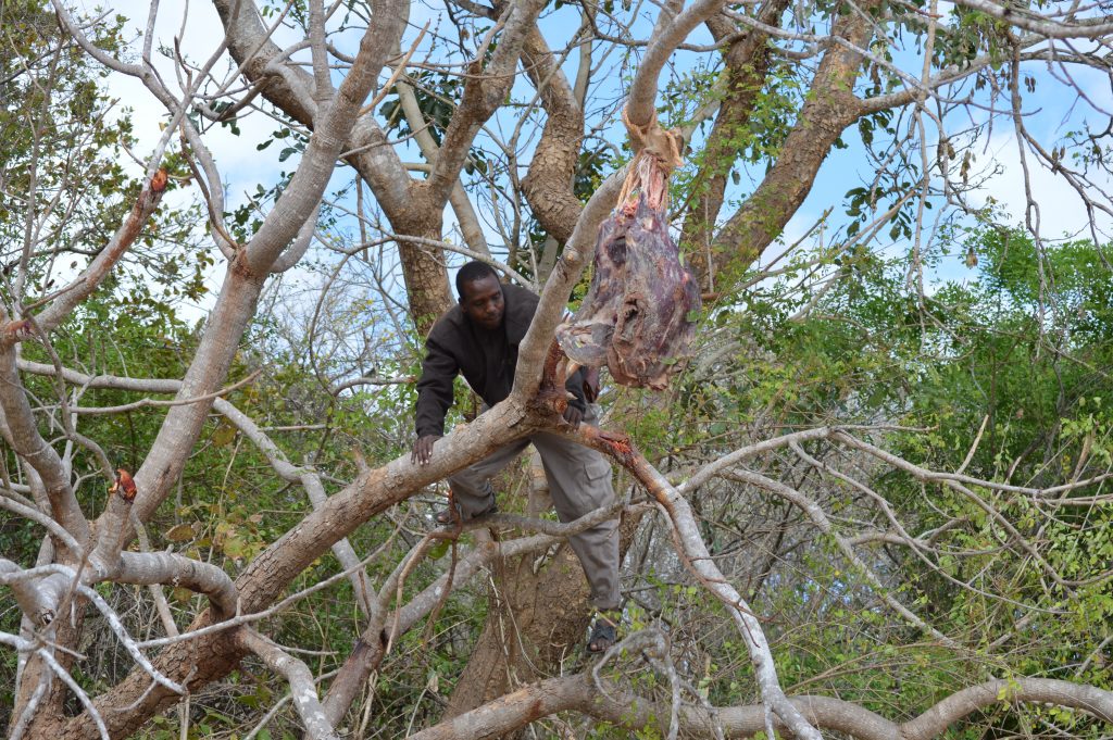 tanzania colocando cebo para el leopardo
