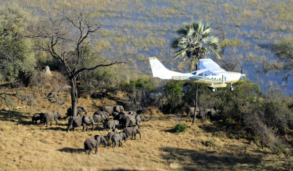 Censo del Gran Elefante GEC  conteo manadas elefantes