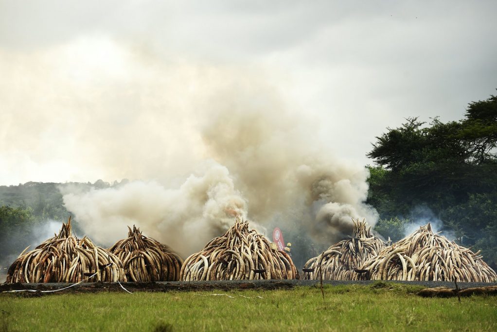 Stacks of ivory burning at the Nairobi national park. Photograph: Carl de Souza/AFP/Getty Images