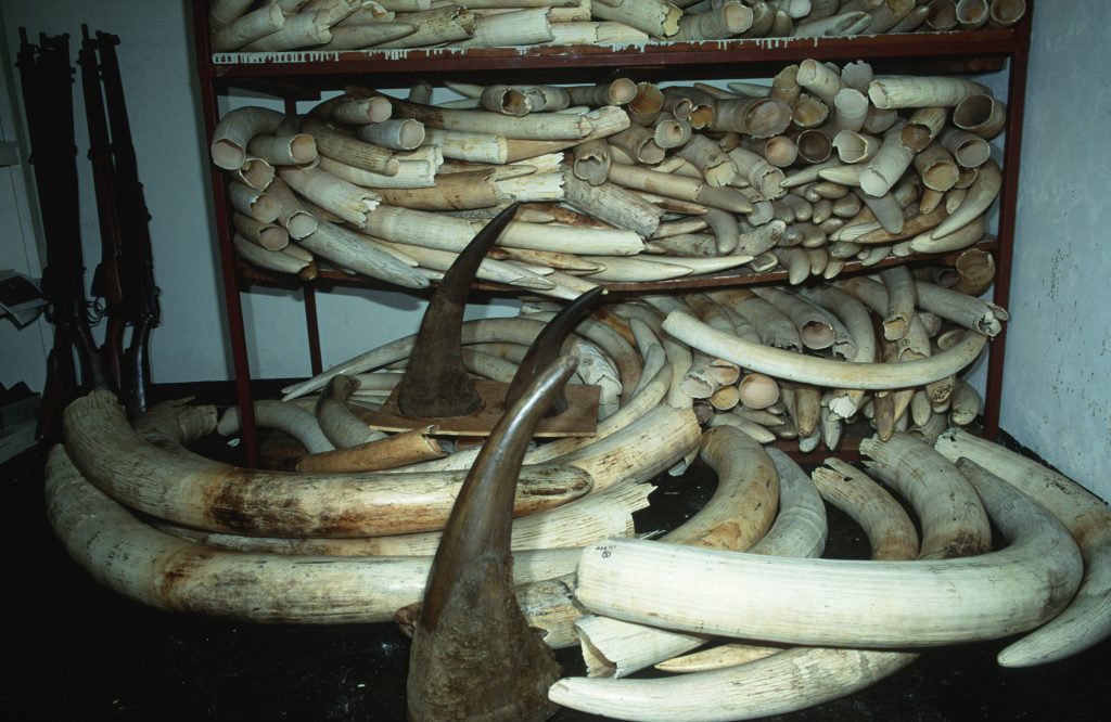 African elephant Loxodonta africana Confiscated elephant ivory and rhino horn