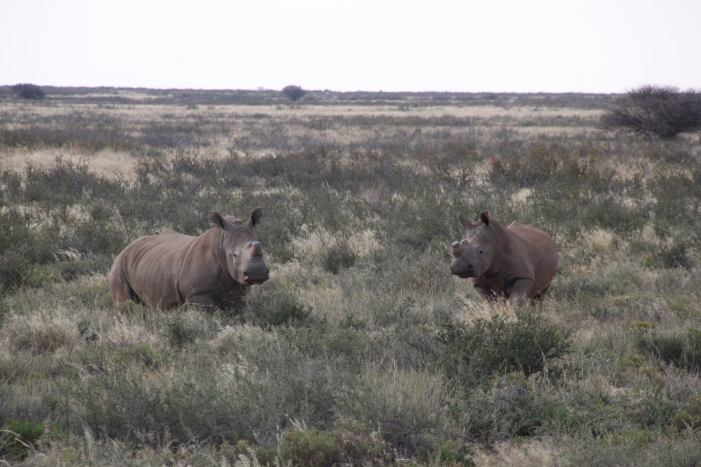 rinoceronte-blanco-2