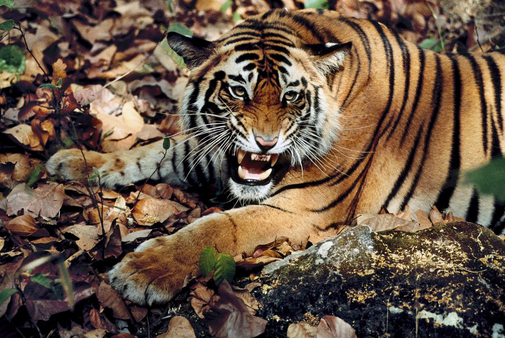 Tiger (Panthera tigris) lying down with mouth open, India.