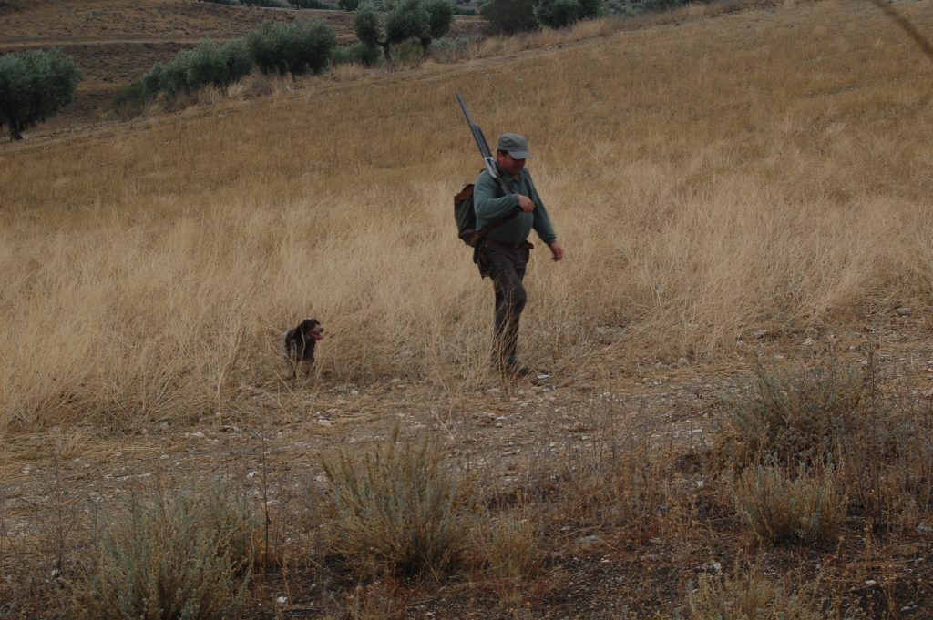cazador conejo perro