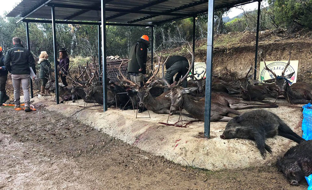 Primera montería