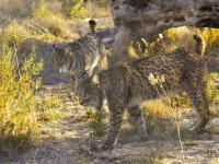 20120413-lince-4