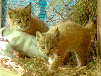 20120413-lince-5