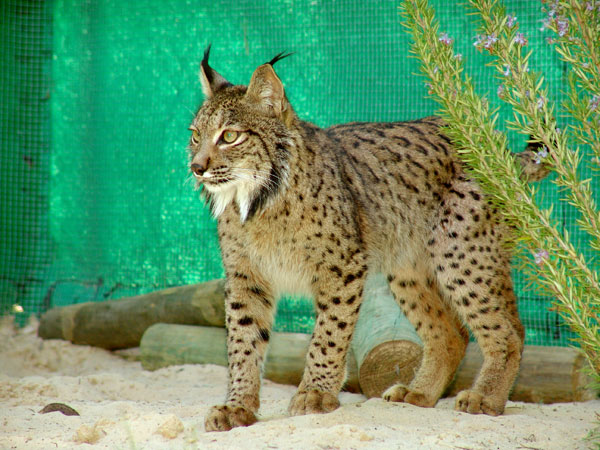 20120413-lince-6