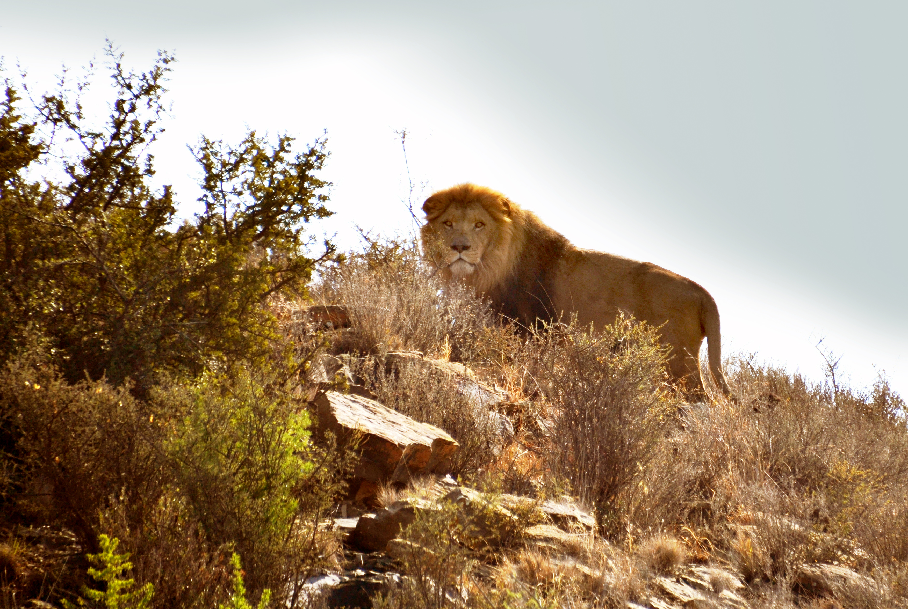 Los últimos grandes leones de África - Cazawonke - CAZA y SAFARIS