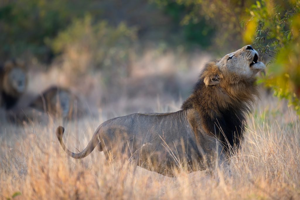 Qué futuro!: el león africano, el rey destronado - Cazawonke - CAZA y  SAFARIS