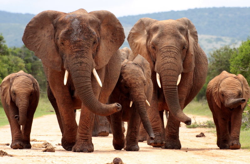 caza de elefantes