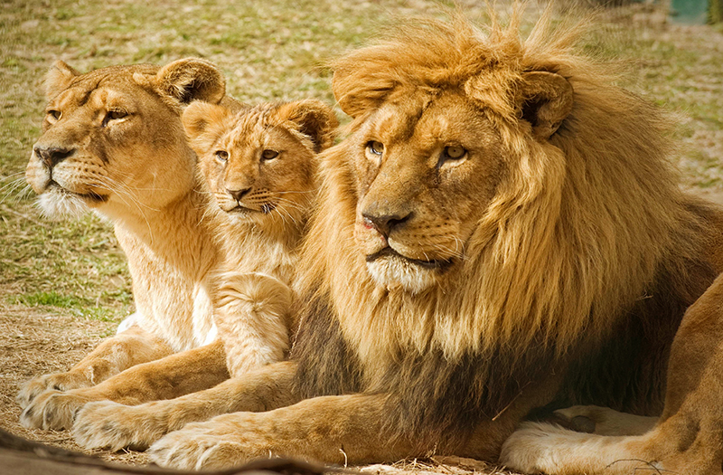 Tres leones acaban con su cuidador al quedarse a solas en un recinto  cerrado - Cazawonke - CAZA y SAFARIS