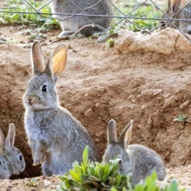 población de conejo