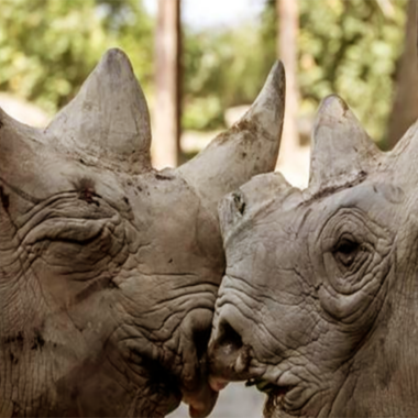 el furtivismo de rinocerontes