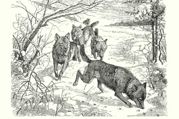Las cacerías de lobos