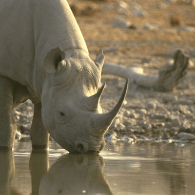 furtivismo sobre los rinocerontes