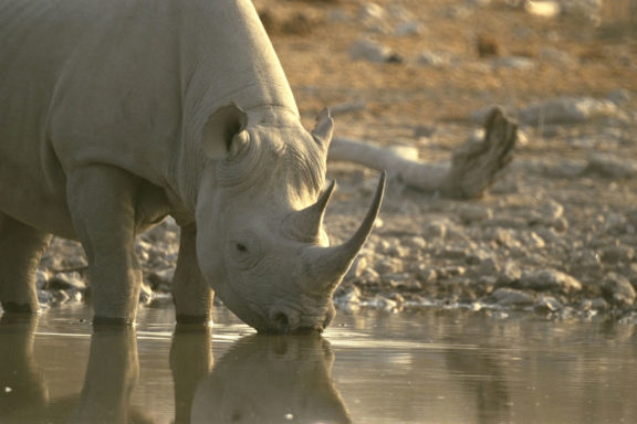 furtivismo sobre los rinocerontes