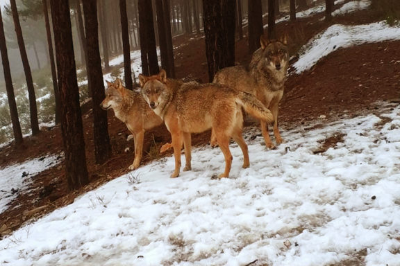 perros y lobos