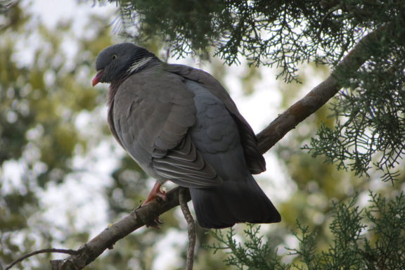 aves cinegéticas