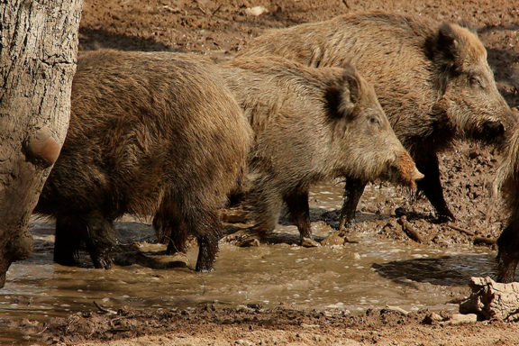 plaga de jabalíes