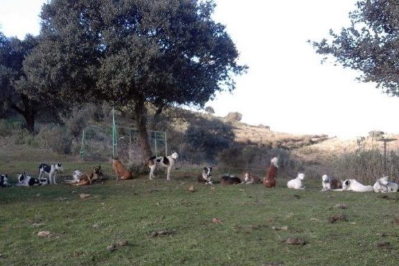 campo español