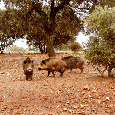 la caza del jabalí