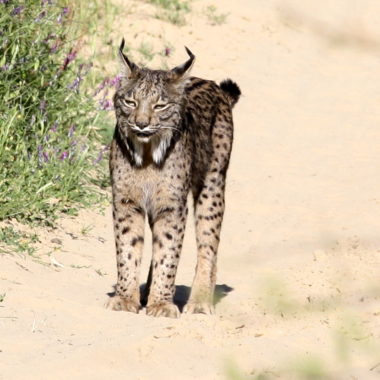 cazadores andaluces rechazan