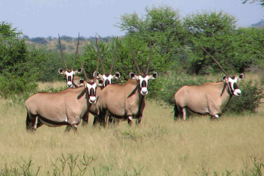 Namibia restringirá