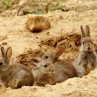 conejos en Aragón