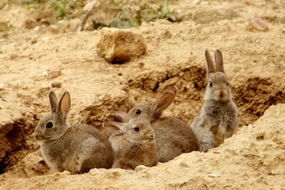 conejos en Aragón