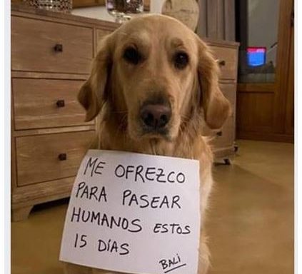 sacarlos a pasear
