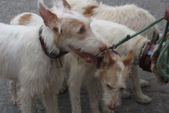 los animales