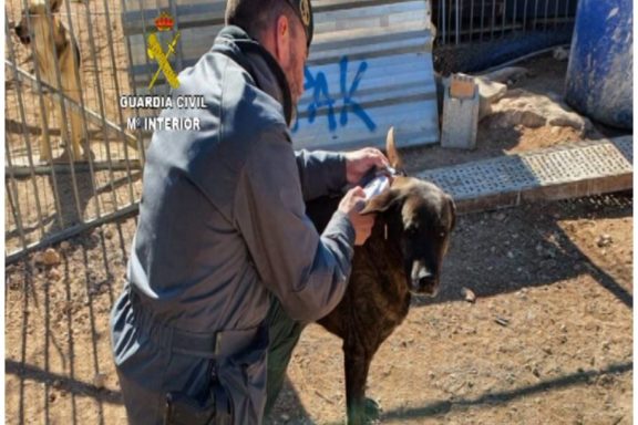 protectora de animales