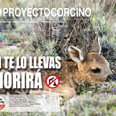Campaña Proyecto Corcino