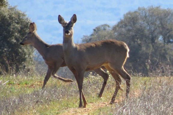 Federación Gallega