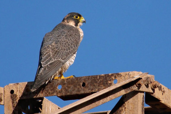 Halcón de Berbería