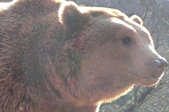 ataques de oso y lobo