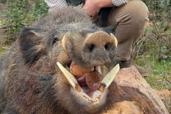 Montelobo