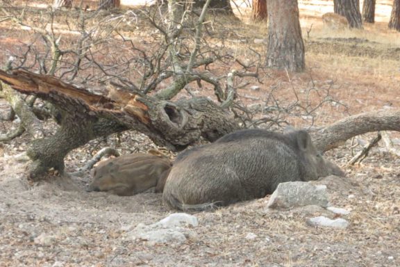 batidas extraordinarias de jabalíes