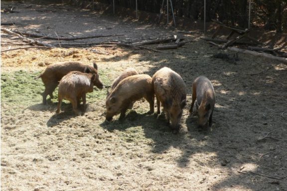 daños agrícolas