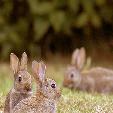 descaste de conejos